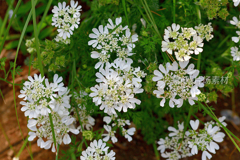 桔梗花/白色蕾丝花:白色蕾丝圆盘状花